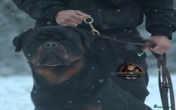Rottweiler dogs for sale: Top KC Registered Rottweiler Puppies For Sale - Image 20