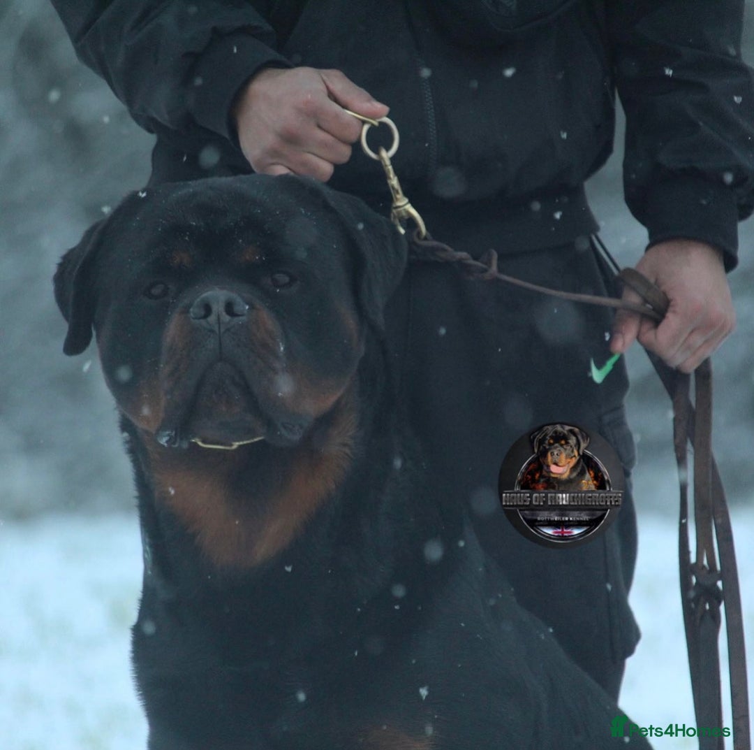 Rottweiler dogs for sale: Top KC Registered Rottweiler Puppies For Sale - Image 20