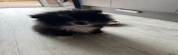 Pomeranian dogs for sale: Beautiful doggy - Advert 2