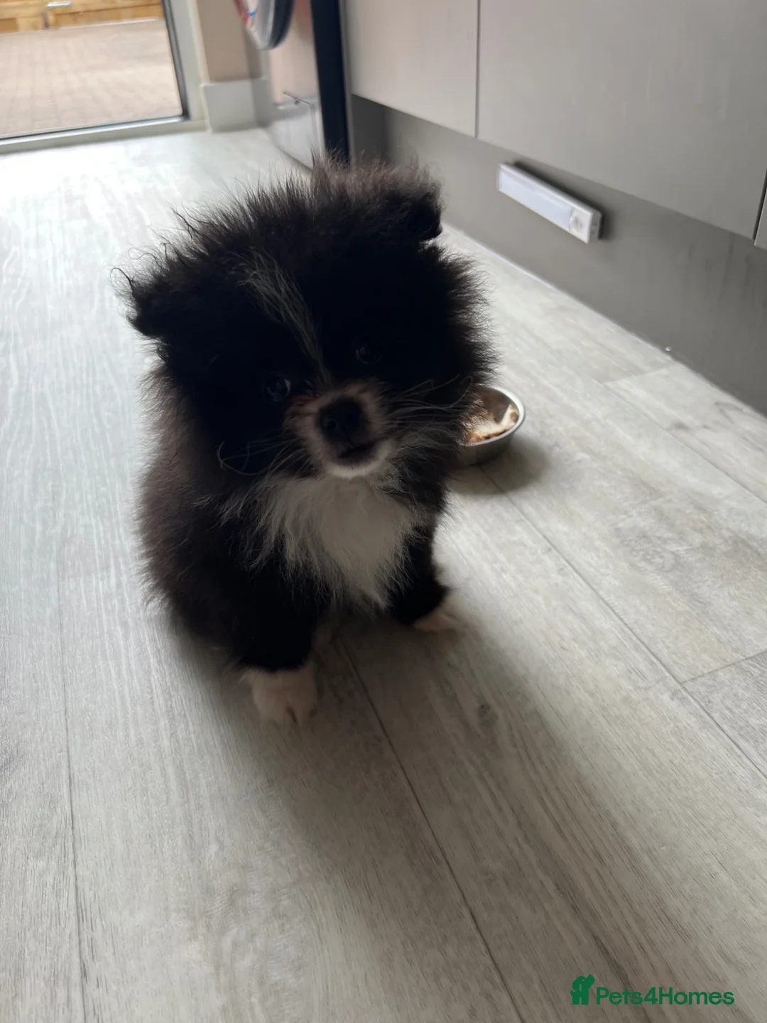 Pomeranian dogs for sale: Beautiful doggy - Advert 2