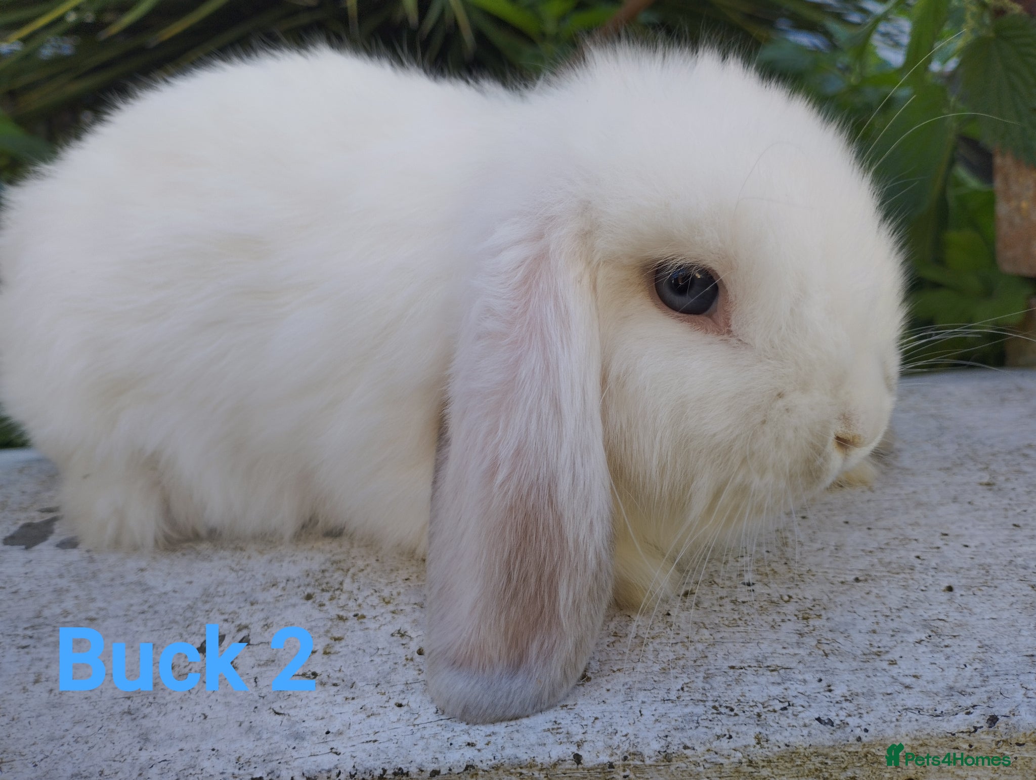 Mini Lop rabbits 12 week old buck looking for a home  🥰 - Advert 2