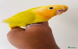 Lovebirds birds for sale: Hand reared lovebirds for sale  - Image 1