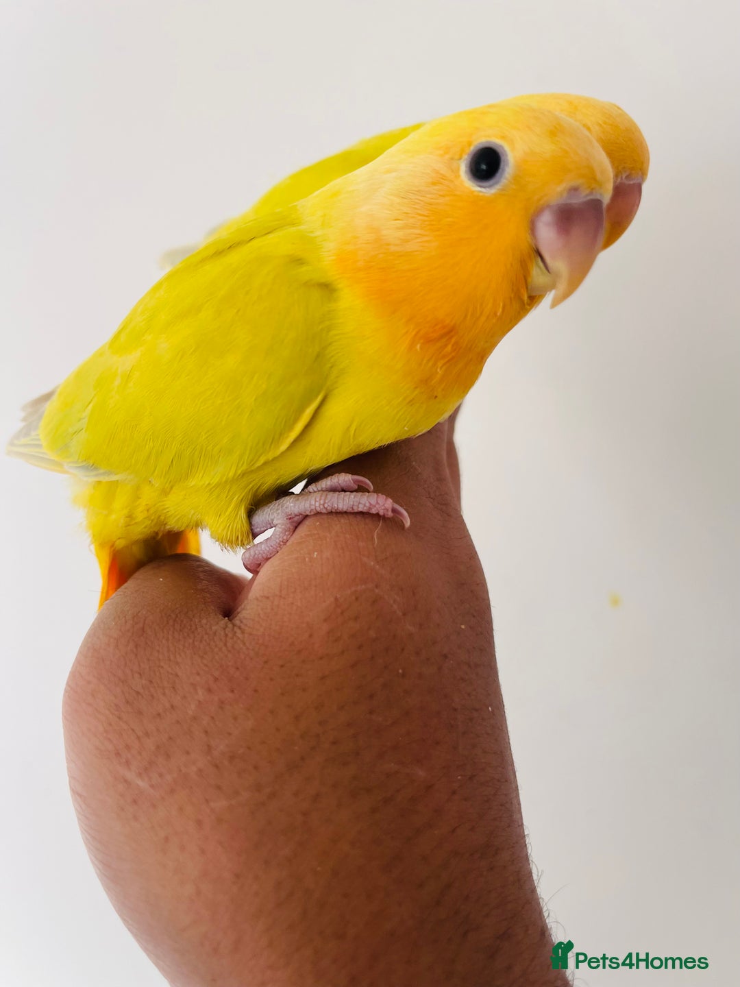 Lovebirds birds for sale: Hand reared lovebirds for sale  - Image 1