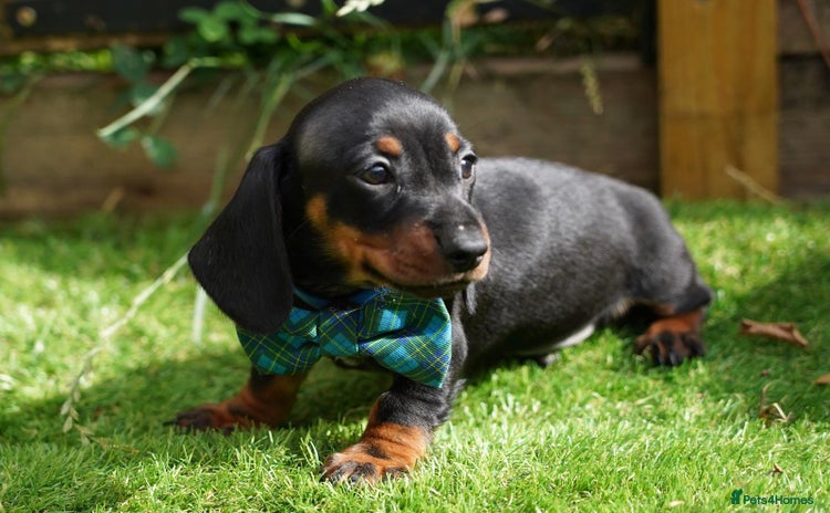 Miniature Dachshund dogs - Advert 10