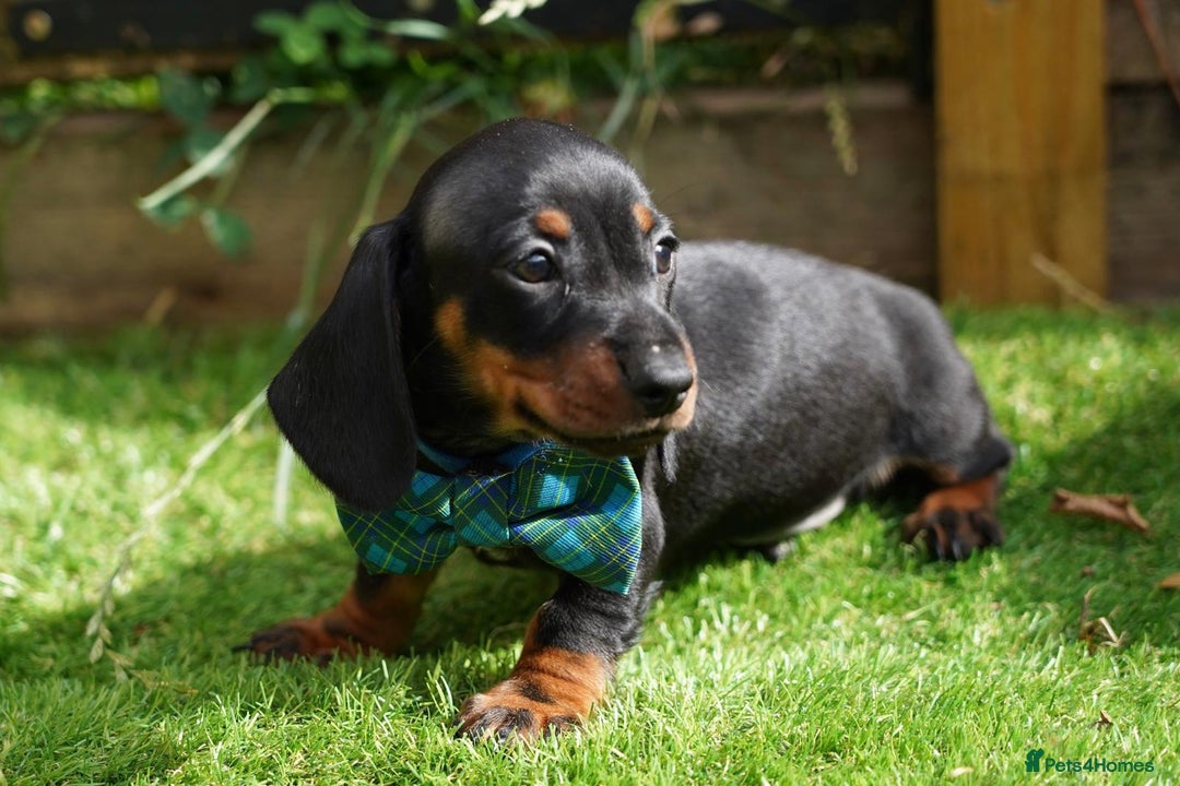 Miniature Dachshund dogs for sale: MINIATURE DACHSHUND PUPPIES PRA CLEAR - Image 1