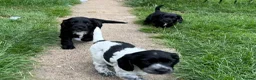 Cocker Spaniel dogs for sale: Kc Registered Cocker Spaniel Puppies - Advert 4