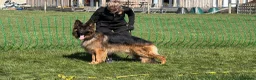 German Shepherd dogs for stud: Long Haired German shepherd  - Advert 6