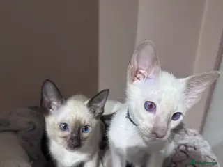 Siamese cats 2 cute Siamese kittens available ready now - Advert 4