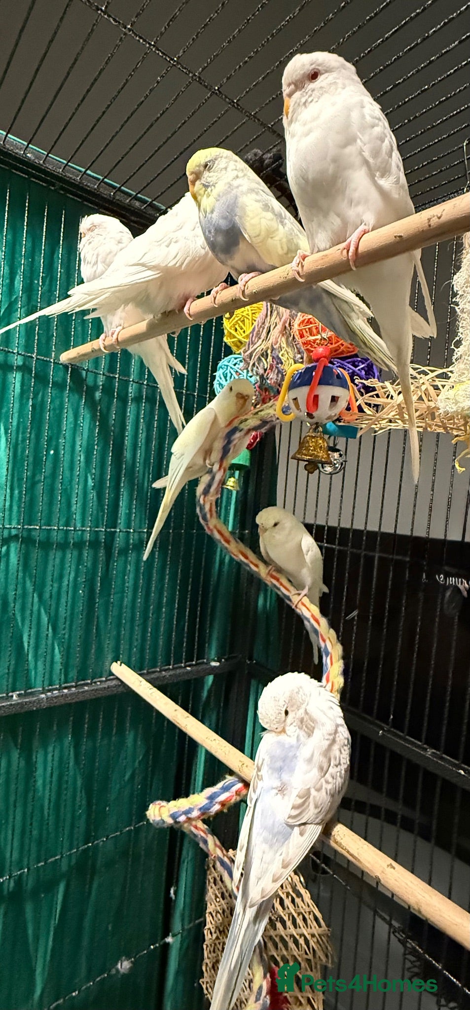 Budgerigars birds young  budgies available  Wa7  area   - Advert 1