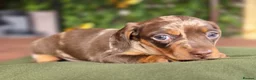 Miniature Dachshund dogs for sale: Pedigree miniature dachshund  - Advert 13