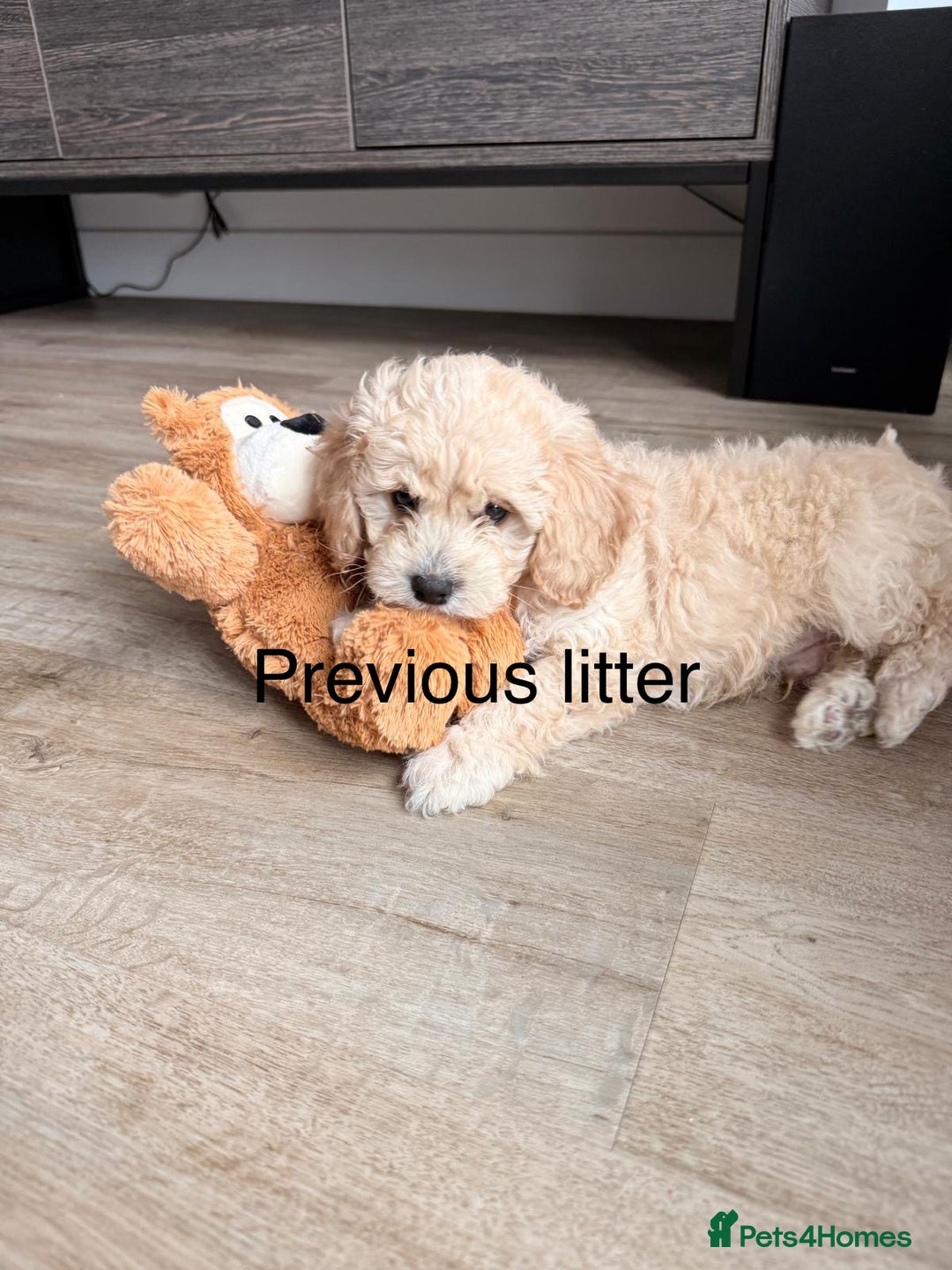 Mixed Breed dogs for sale: Cavapoochon Puppies  - Image 16