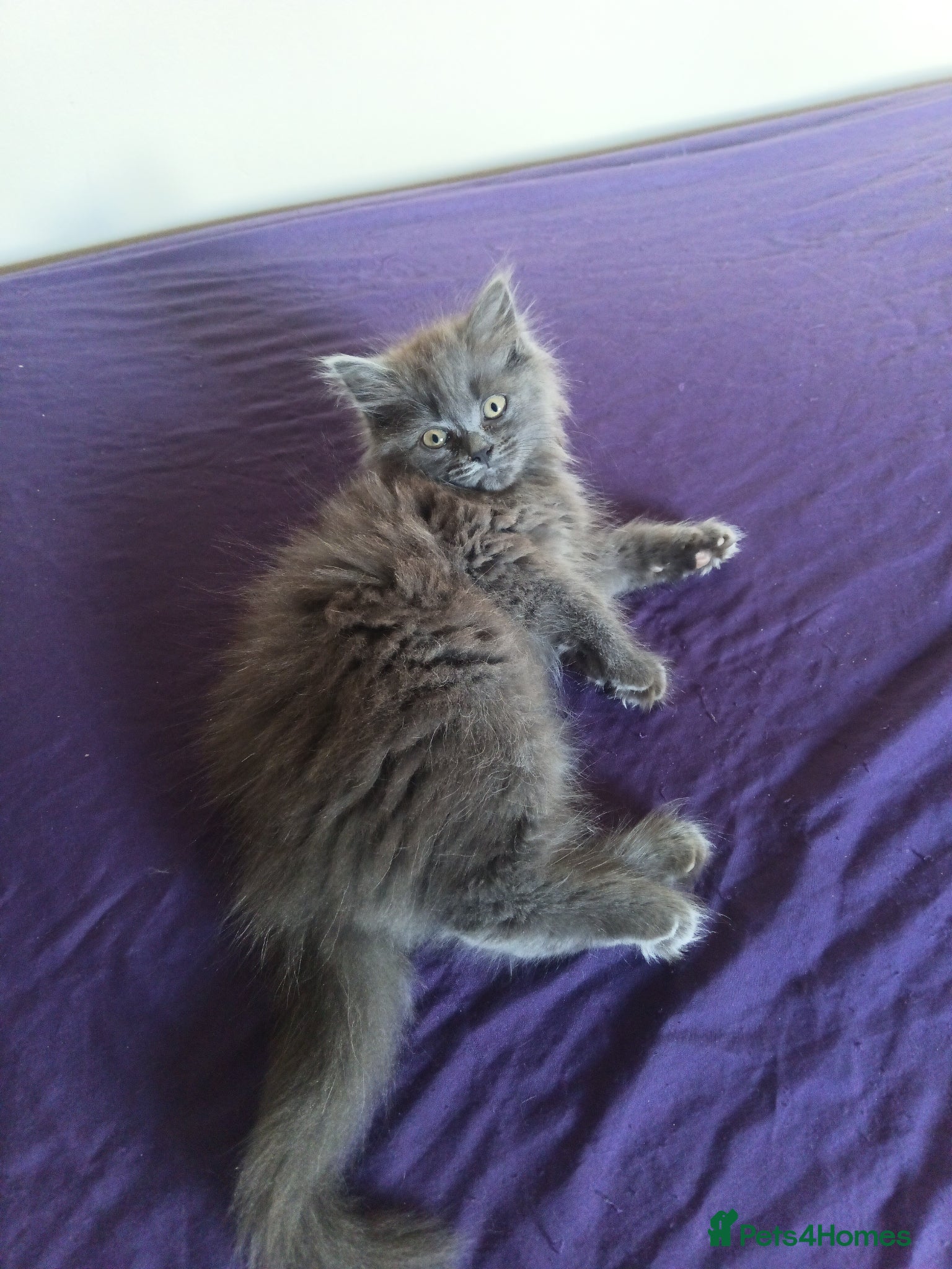 Persian cats for sale: Fluffy Persian Gray kittens looking for their home - Advert 2
