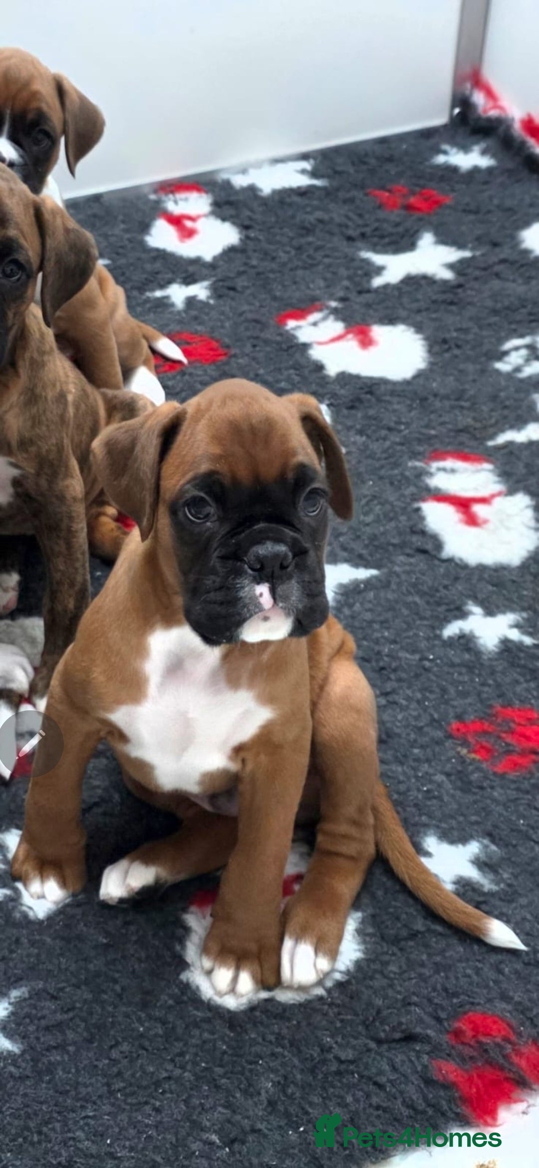 Boxer dogs Absolutely Stunning Pedigree Boxers 🐾 - Advert 2