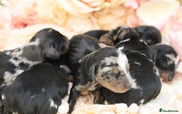 Miniature Dachshund dogs for sale: KC Miniature Dachshund Puppies - Advert 14