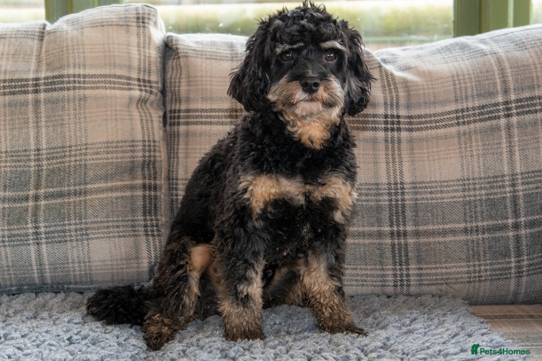 Cavapoo dogs for sale: 1 year old cavapoo  - Advert 4
