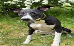 Mixed Breed dogs for sale: Whippet X Labrador Pups ~ Lurchers - Image 6