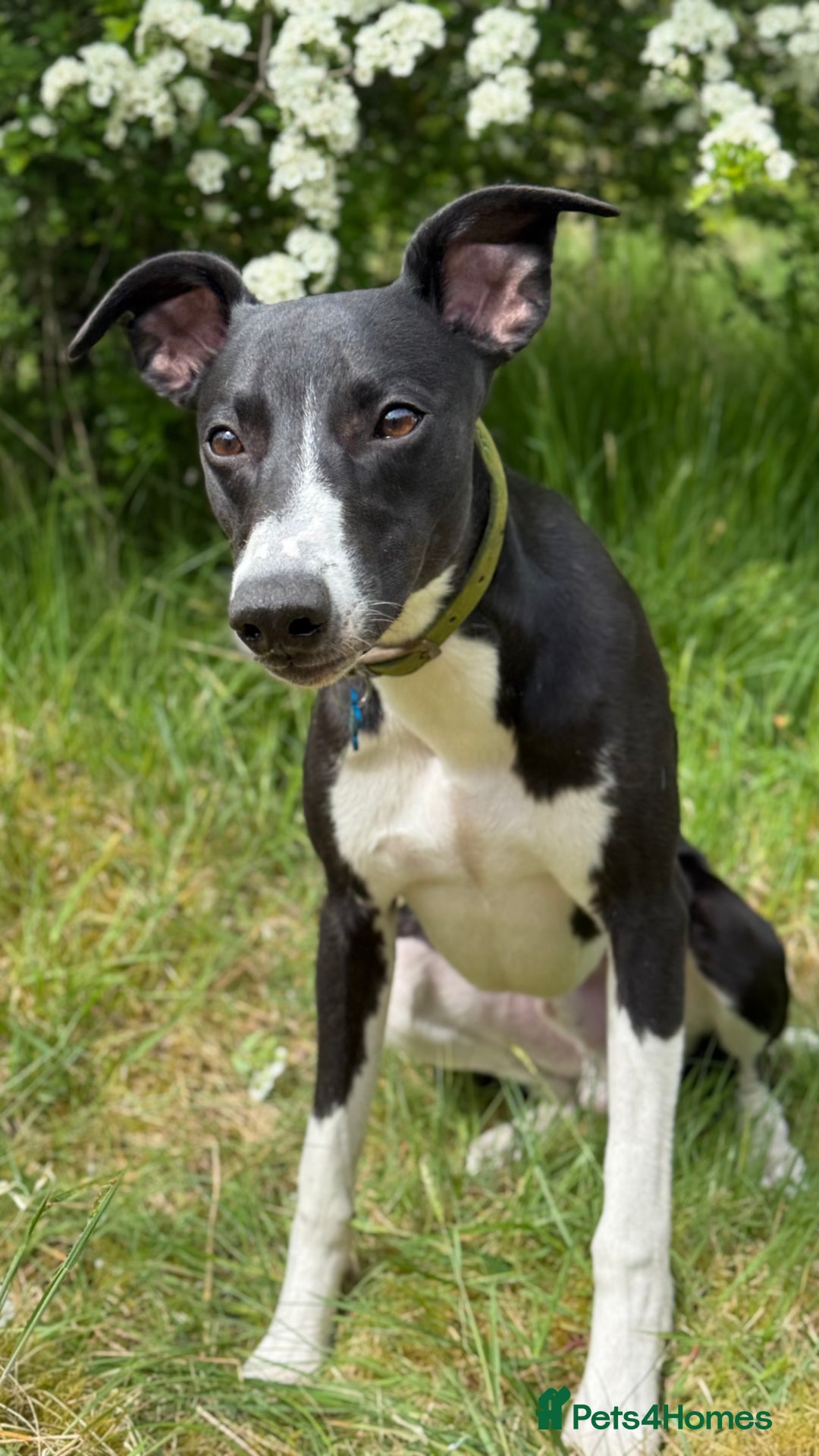 Mixed Breed dogs for sale: Whippet X Labrador Pups ~ Lurchers - Image 6