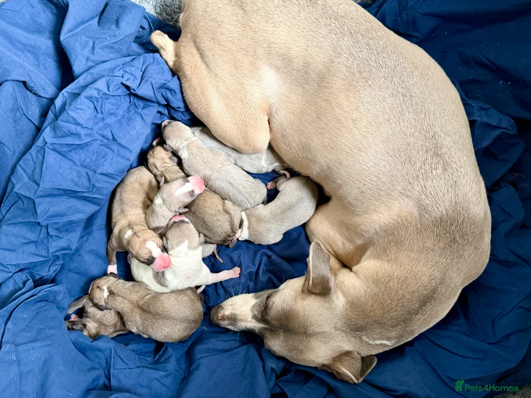 Whippet dogs for sale: Exceptional KC BITCH Whippet puppy  - Advert 2
