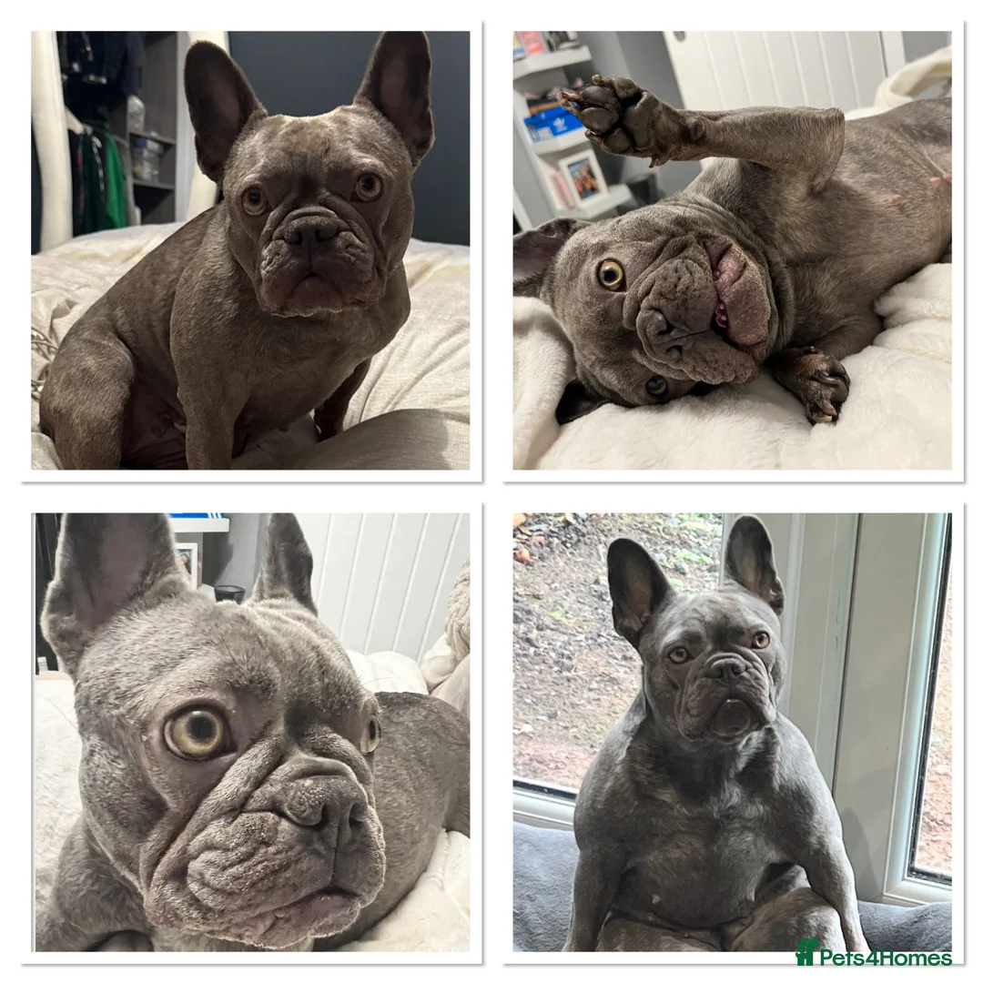 French Bulldog dogs for sale: French bulldog  - Advert 1