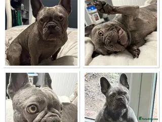 French Bulldog dogs French bulldog - Advert 4