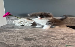 British Shorthair cats for sale: 🐾✨ READY for Their Forever Home ✨🐾 - Image 26