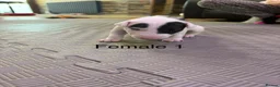 English Bull Terrier dogs for sale: English bull terrier puppys in Grays - Advert 13