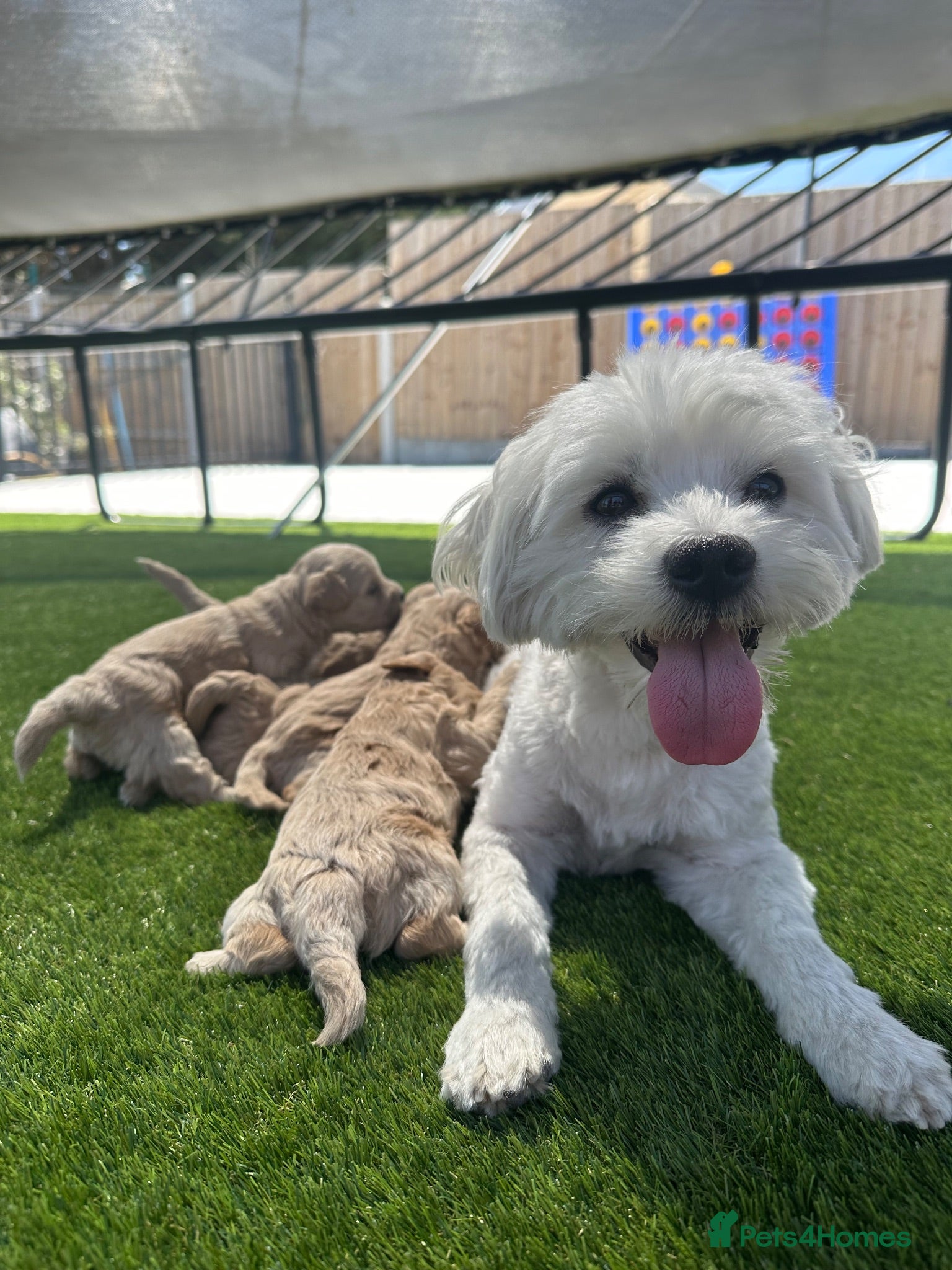 Maltipoo dogs ✨👑MALTIPOO PUPPIES 👑✨PARENTS KC✨HEALTH TESTED ✨ - Advert 1