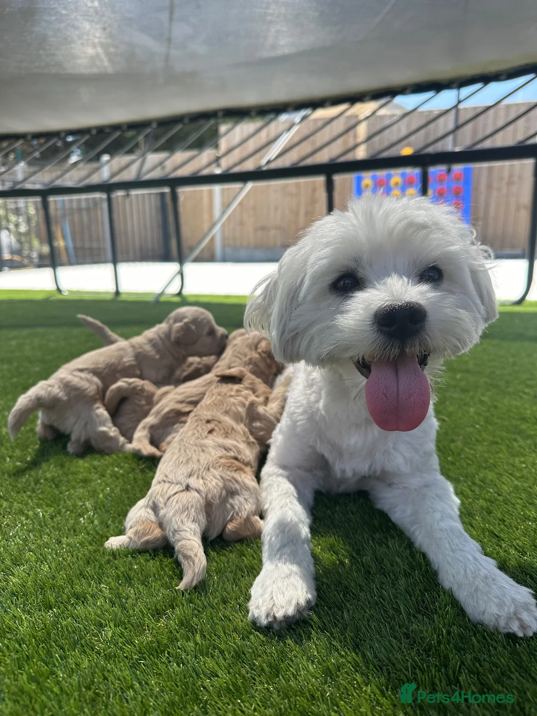 Maltipoo dogs for sale: ✨👑MALTIPOO PUPPIES 👑✨PARENTS KC✨HEALTH TESTED ✨ - Advert 2