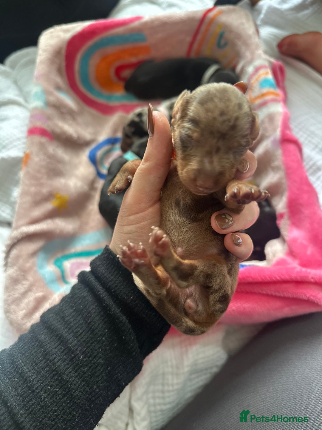 Dachshund dogs for sale: Mini dachshunds - 1 girl available - Image 10