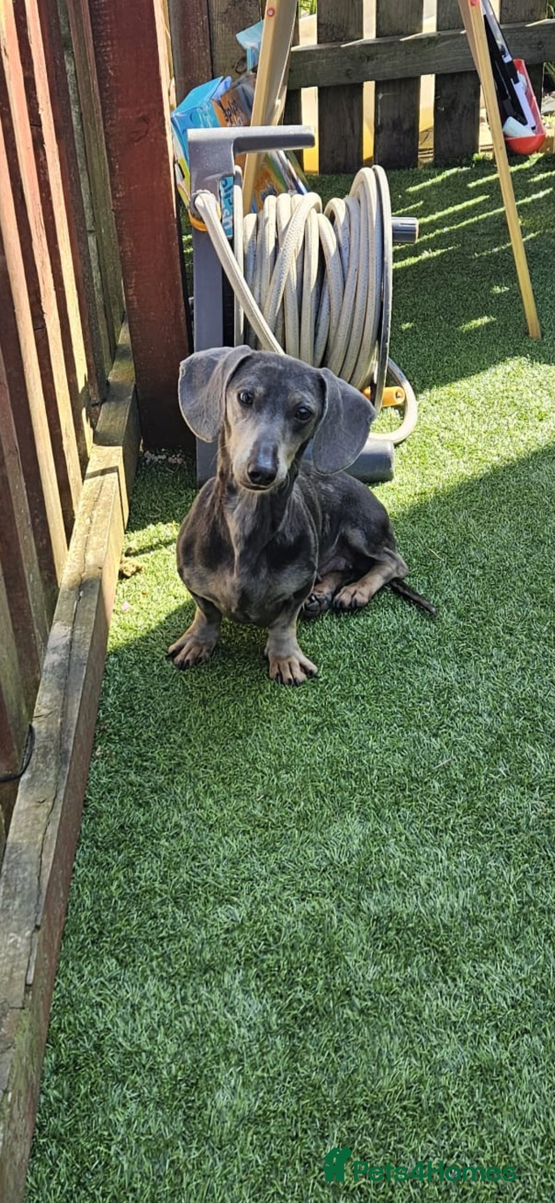 Miniature Dachshund dogs for sale: Blue tan dapple female - Image 1
