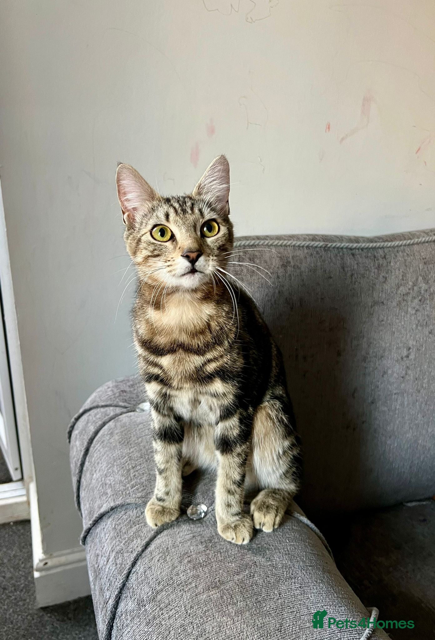 Mixed Breed cats 2 cute kittens for sale  - Advert 1