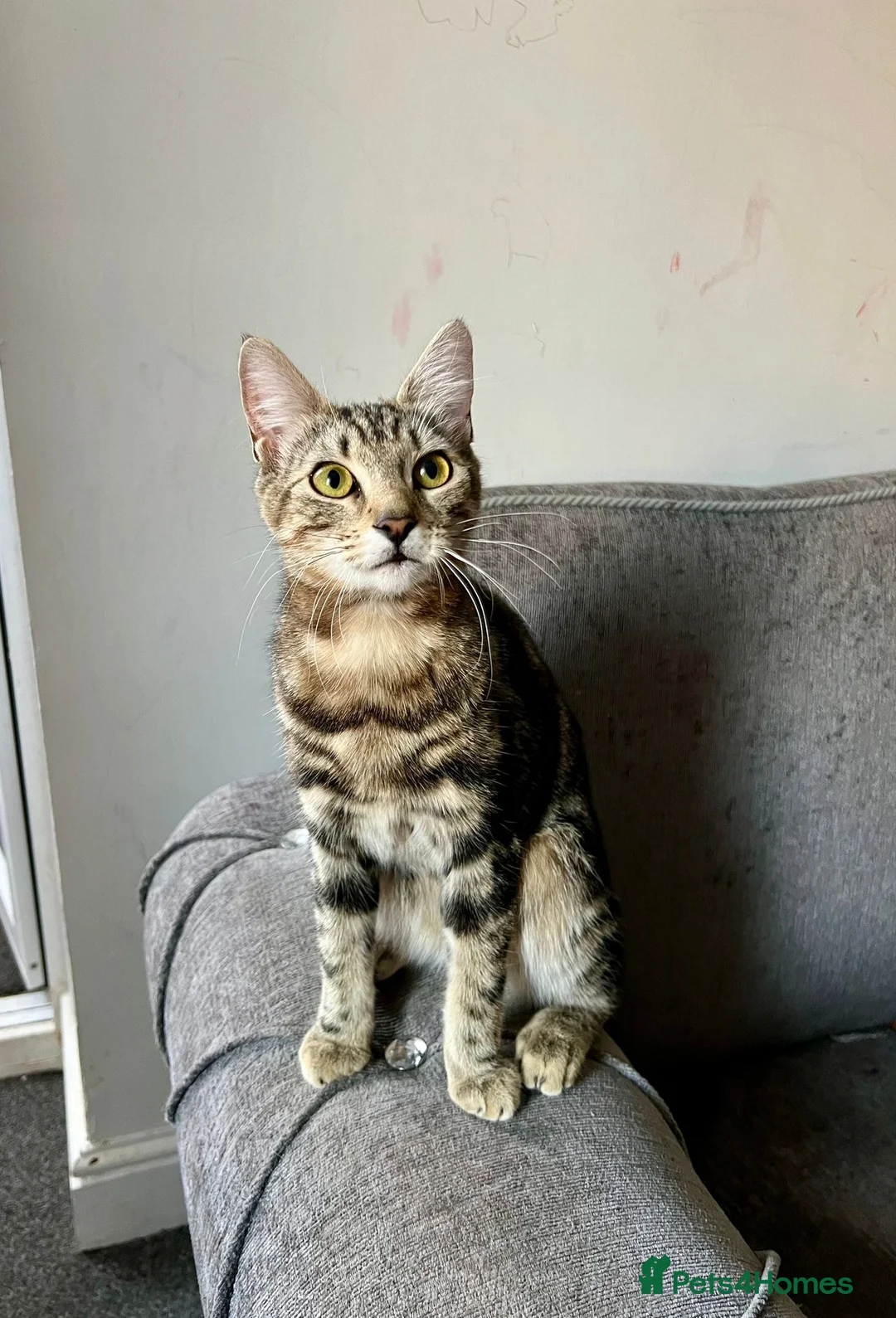 Mixed Breed cats for sale: 2 cute kittens for sale  in Ilford - Advert 1