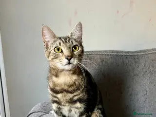 Mixed Breed cats 2 cute kittens for sale - Advert 3