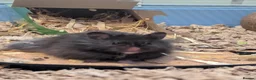 Hamster rodents for sale: Male Syrian hamster in Musselburgh - Advert 3