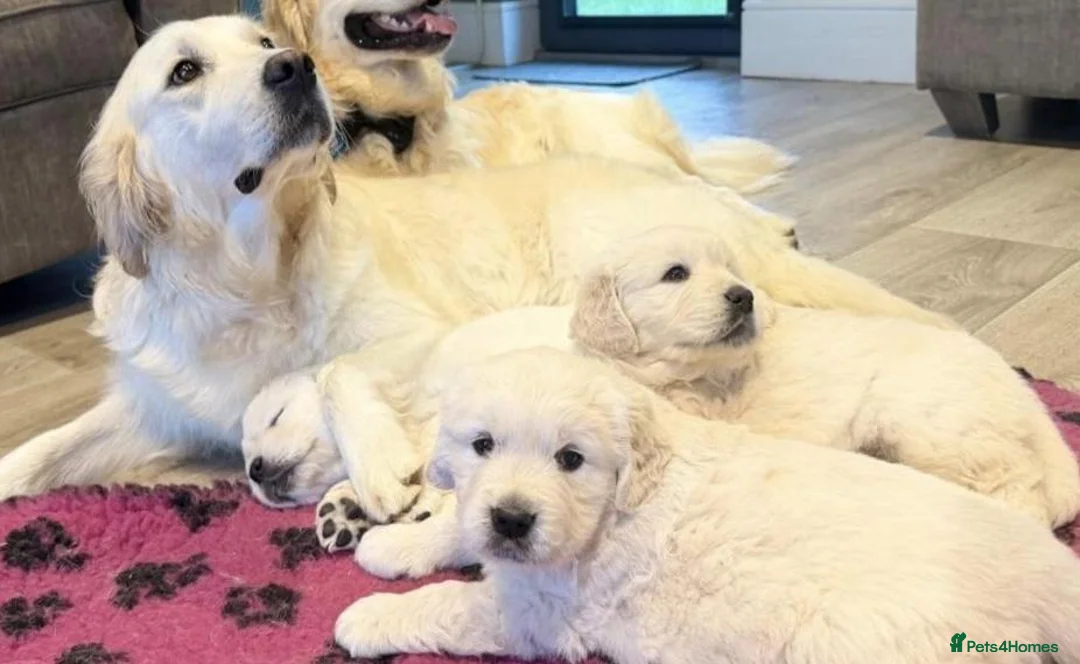 Golden Retriever dogs for sale: Gorgeous health tested Golden retriever Puppies  - Advert 4