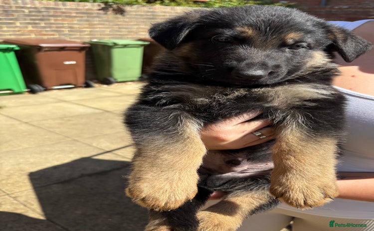 German Shepherd dogs - Advert 1
