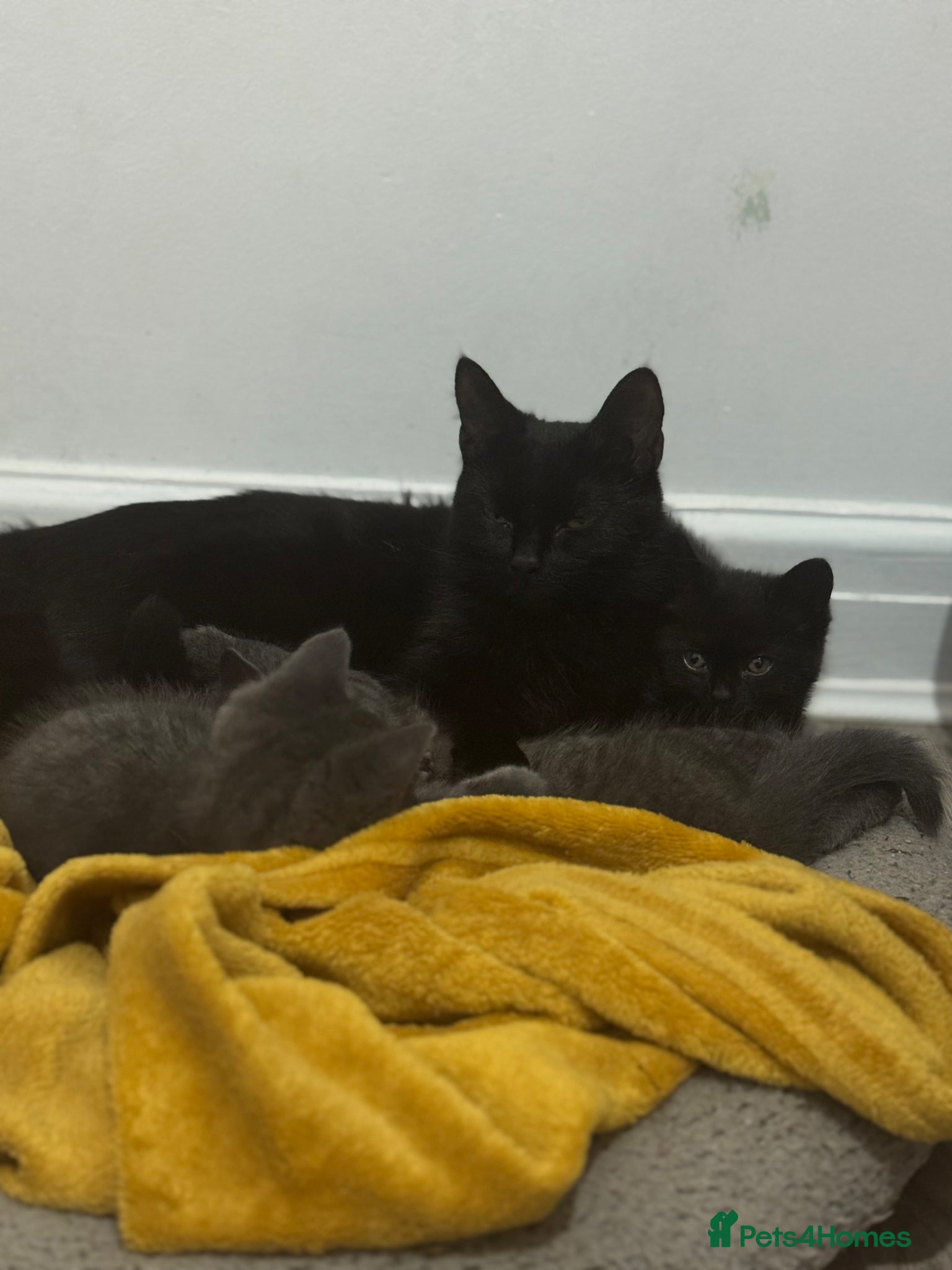 Mixed Breed cats for sale: Mixed breed kittens. - Advert 4
