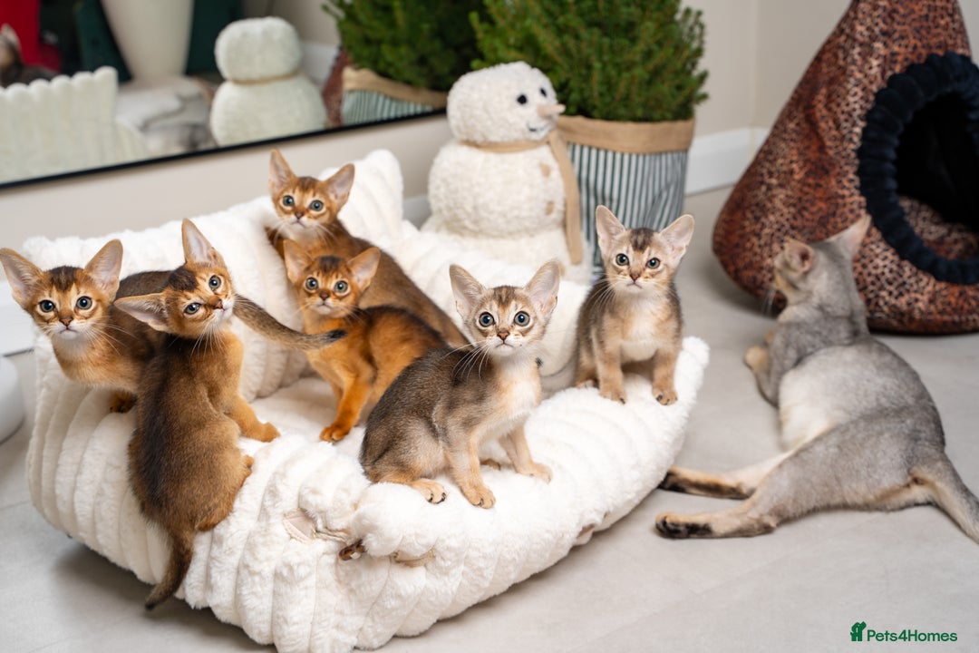 Abyssinian cats for sale: 6 Amazing Abyssinians, Extra Lovlely Personality - Advert 11
