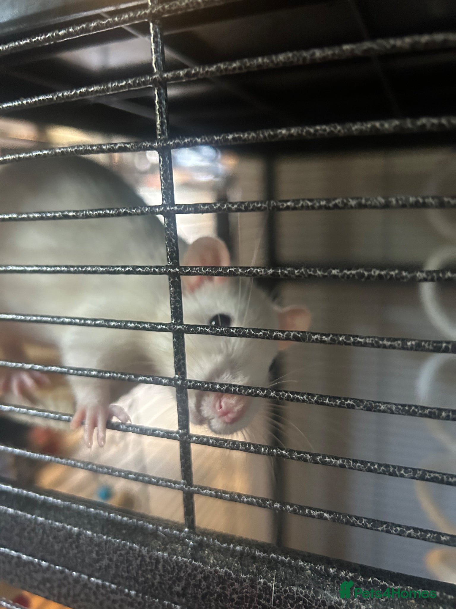 Rat rodents 3 female rats cage and accessories  - Advert 2