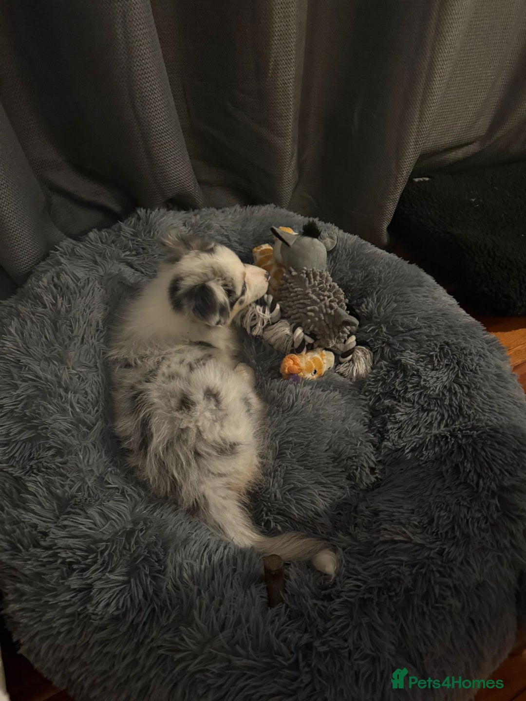 Australian Shepherd dogs for sale: Sweet boy  Australian Shepherd KC registration🥰 - Advert 3