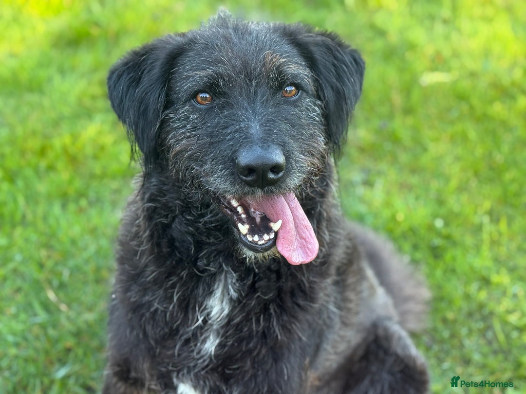 Mixed Breed dogs for adoption: Miro is desperate to find his special Person 💙 - Advert 12