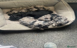 Cockapoo dogs for sale: Ready Now Beautiful Cockapoo pups £1000 in Wolverhampton - Image 30
