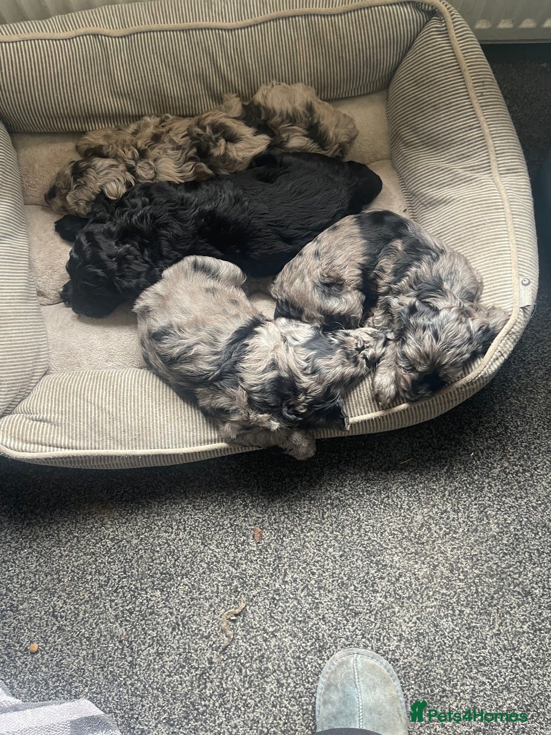 Cockapoo dogs for sale: Ready Now Beautiful Cockapoo pups £1000 in Wolverhampton - Image 30
