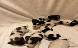 Mixed Breed dogs for sale: Cocker spaniel x jack Russell  - Image 1