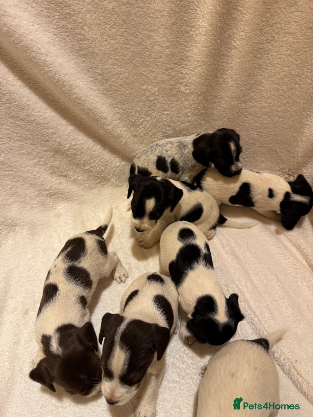 Mixed Breed dogs for sale: Cocker spaniel x jack Russell  - Image 1