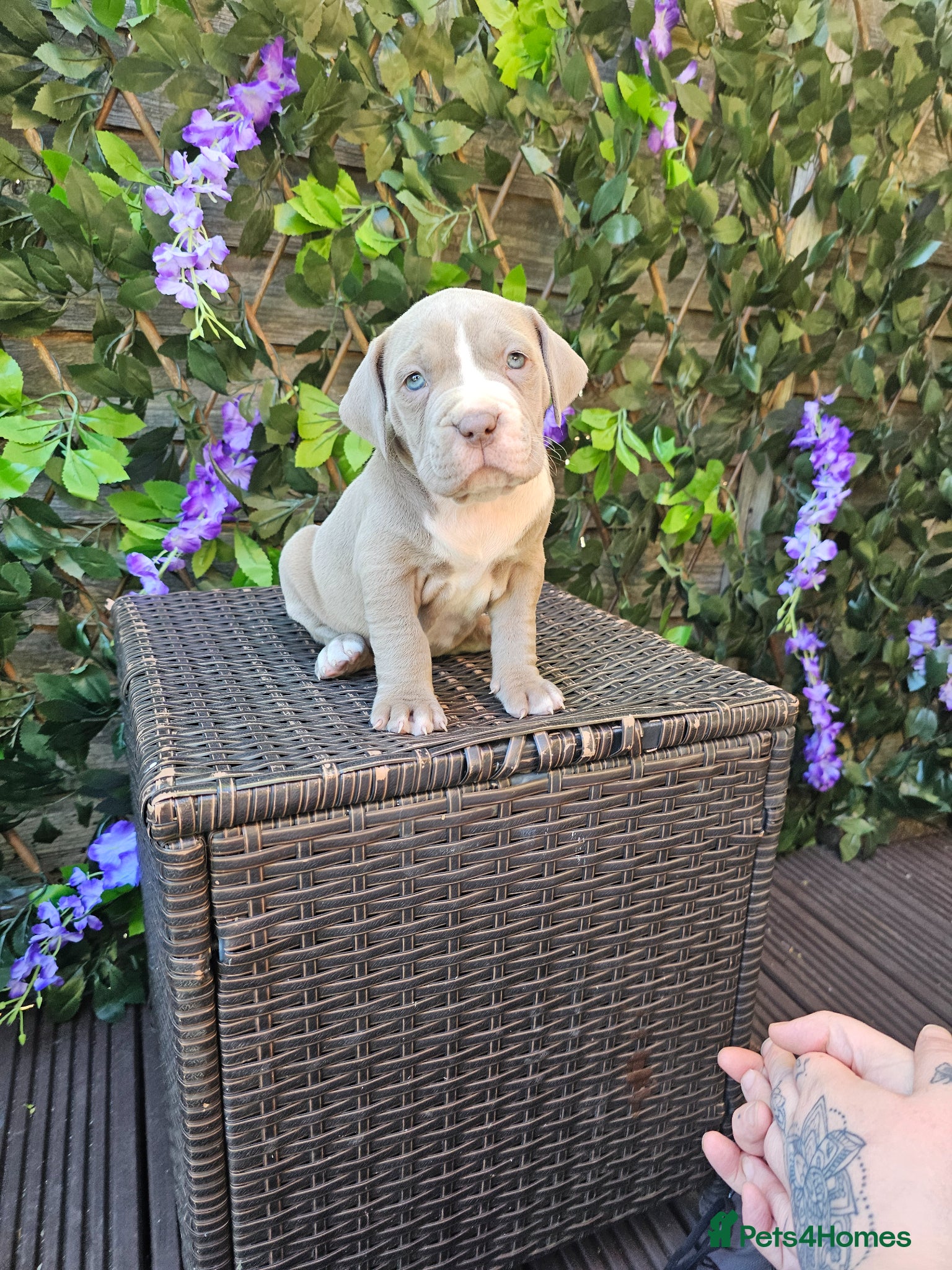 Mixed Breed dogs Stunning nam x Puppies Blue, Merle Dilute Lines - Advert 4
