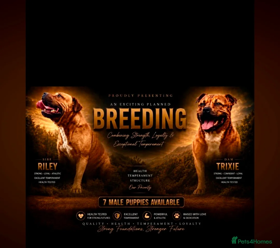 Staffordshire Bull Terrier dogs for sale: Staffordshire bull terrier pups  - Advert 1