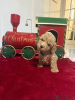 Cockapoo dogs cockapoo puppies ready now - Advert 7