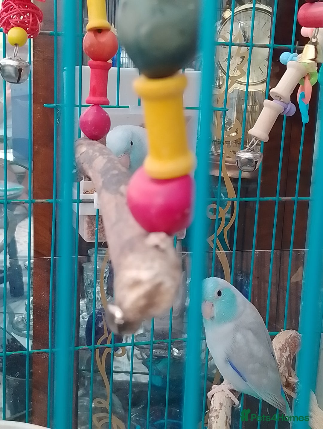 Parrots birds for sale: Parrotlets for sale  - Image 5