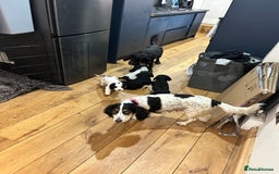 Cocker Spaniel dogs for sale: Beautiful Working Cocker Spaniel puppies - Advert 14